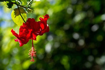 Image showing Red orchid on a tree in Thailand