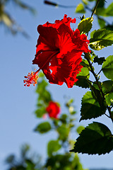 Image showing Red orchid on a tree in Thailand