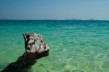 Image showing Dead tree in water the beach  thailand