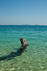 Image showing Dead tree in water the beach  thailand