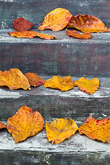 Image showing Colourful leaves