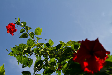 Image showing Red orchid on a tree in Thailand