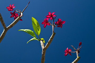 Image showing Flowers in Thailand