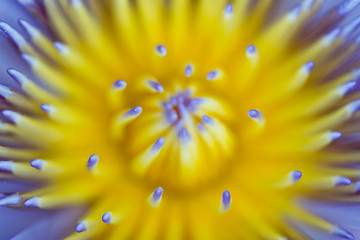 Image showing Water lily on  Koh Ngai island Thailand