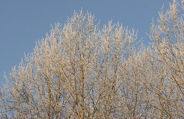 Image showing Winter in the forest