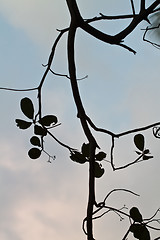 Image showing Branch silhouette Thailand