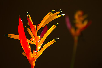 Image showing Heliconia flowers on a tree in Koh Ngai island Thailand