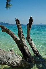 Image showing Dead tree in water the beach  thailand