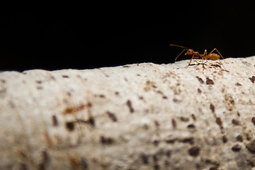 Image showing Ant