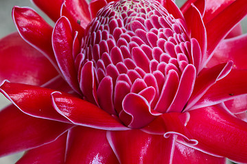 Image showing Red vanda flowers in Thailand