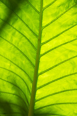 Image showing Leaf in Thailand