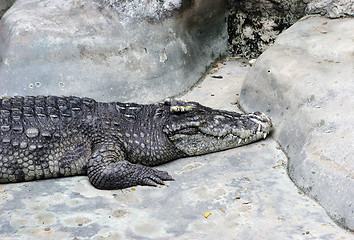 Image showing Crocodile