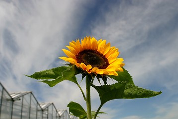 Image showing Sunflower