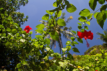 Image showing Red orchid on a tree in Thailand