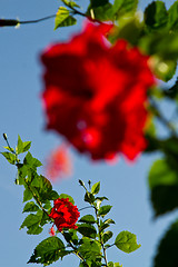 Image showing Red orchid on a tree in Thailand