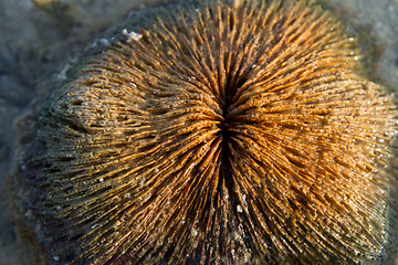 Image showing Sea shell at the beach in thailand