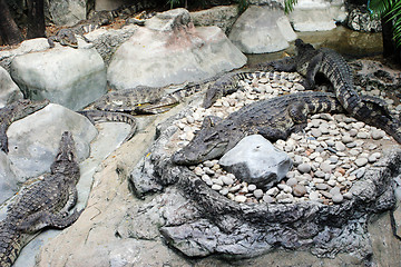 Image showing Crocodile pit