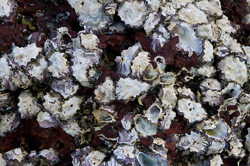 Image showing Sea shell at the beach in thailand