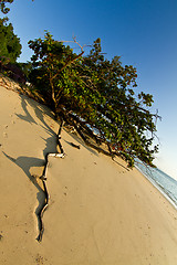 Image showing Tree growing at  the beach in thailand