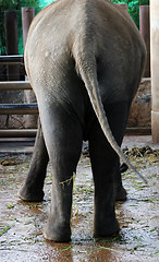 Image showing Elephant