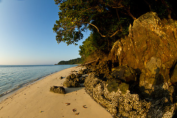 Image showing Tree growing at  the beach in thailand