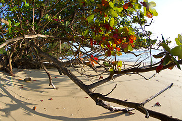 Image showing Tree growing at  the beach in thailand