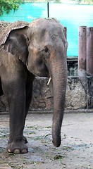 Image showing Elephant