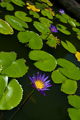 Image showing Water lily on  Koh Ngai island Thailand