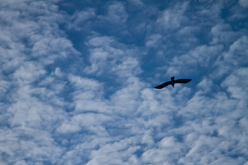 Image showing Bird in the sky