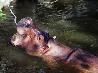 Image showing Hippo