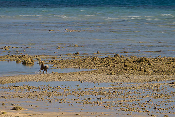 Image showing At the beach in thailand at low tide