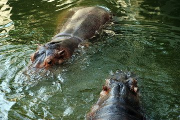 Image showing Hippo