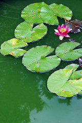 Image showing Water garden