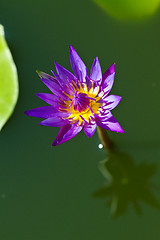 Image showing Water lily on  Koh Ngai island Thailand