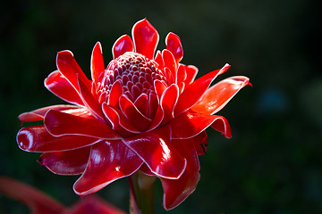 Image showing Red vanda flowers in Thailand