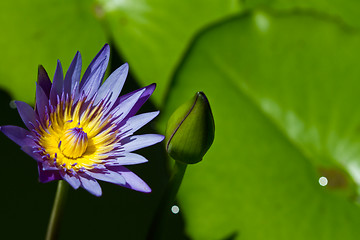 Image showing Water lily on  Koh Ngai island Thailand