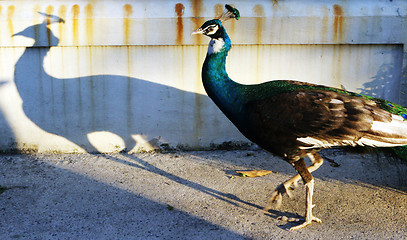 Image showing Peacock