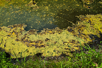 Image showing Closeup of algae in water