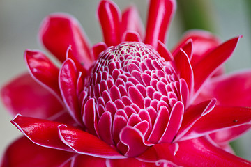 Image showing Red vanda flowers in Thailand