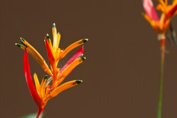 Image showing Heliconia flowers on a tree in Koh Ngai island Thailand