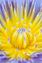 Image showing Water lily on  Koh Ngai island Thailand