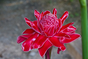 Image showing Red vanda flowers in Thailand