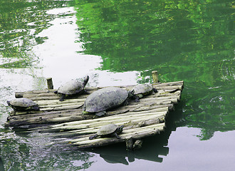 Image showing Turtles