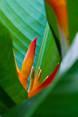 Image showing Heliconia flowers on a tree in Koh Ngai island Thailand