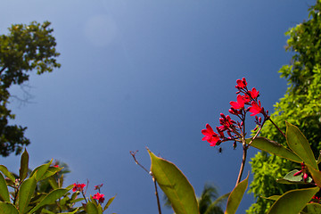 Image showing Red orchid on a tree in Thailand