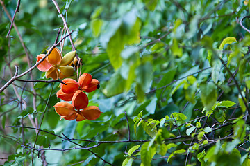 Image showing Flowers on a tree in Koh Ngai island Thailand