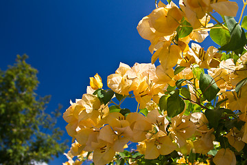 Image showing Yellow and pink, flowers on a tree in Koh Ngai island Thailand