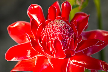 Image showing Red vanda flowers in Thailand