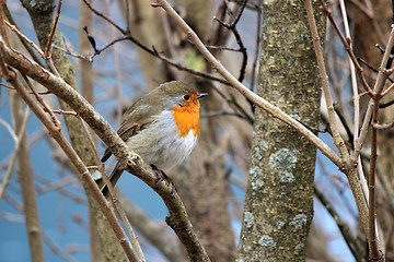 Image showing Small bird