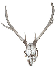 Image showing Deer antlers